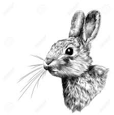Black And White Profile Pictures Drawing The Rabbit Head In Profile Sketch Vector Graphics Black And Black And White Drawing Rabbit Head Vector Graphics