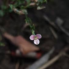 Image result for Canscora diffusa