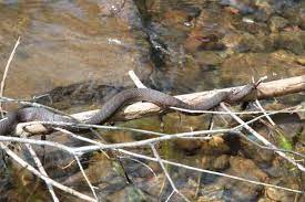 Common Watersnake Snake Reptiles Wildlife