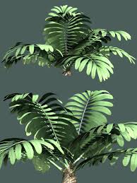 Image result for Stangeria eriopus