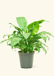 Image result for Spathiphyllum