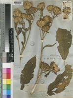 Image result for Vernonia adoensis