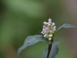 Image result for Floscopa glomerata
