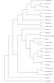 Image result for Polyspatha hirsuta