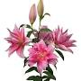 Profile Picture of Roselily Celina Wholesale Lilies and Roselilies | Lilies&Coon Google