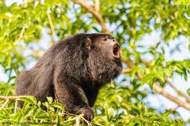 Amazon Rainforest Monkeys Pictures Facts Information Rainforest Animals Rainforest Animals List Howler Monkey