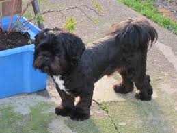 Lhasa is the capital city of tibet, and apso is a word from the tibetan language. Lhasa Apso Breed Guide Learn About The Lhasa Apso