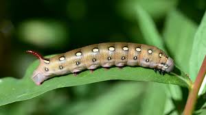 This is an exotic swallowtail caterpillar wich disguises. Bedstraw Hawk Moth Caterpillar Summer Wildlife Blog For Tagish Lake Yukon
