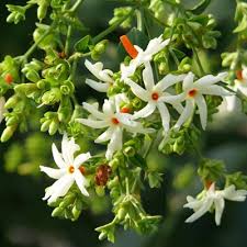 Parijat harsingar (night jasmine) medicinal usage, dose and side effects. Buy Parijatak Plant Harsringar Online At Low Price On Plantsguru Com
