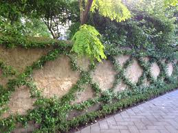 Espaliered Chinese Jasmine Giardino