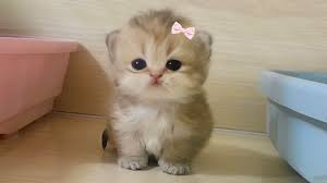 Image result for adorable cat