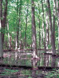 Douglas Woods preserve grows | News | kpcnews.com