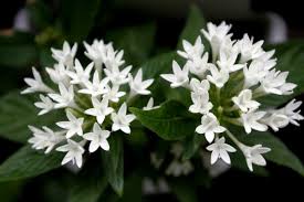 Image result for Pentas longiflora