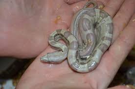 Tips For Breeding Boa Constrictors Reptiles Magazine