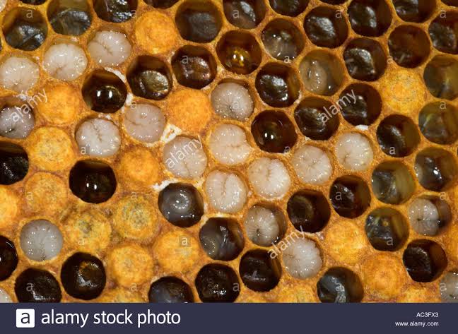 Mga resulta ng larawan para sa Honey bee eggs and larvae inside the comb"