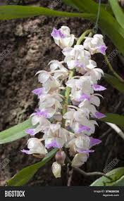 Check spelling or type a new query. Purple White Orchid Image Photo Free Trial Bigstock