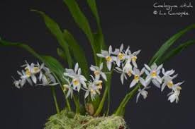 Image result for Cynorkis buchananii