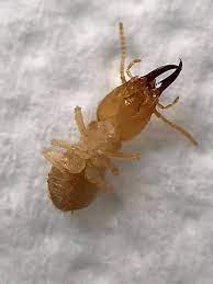 Call us and find out why we are the leading pest control company in singapore. Jims Pest Control Adelaide Home Facebook