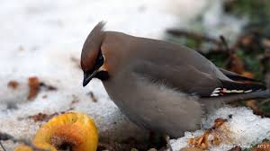 Ipekkuyruk Bohemian Waxwing Bombycilla Garrulus Youtube