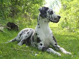 Check spelling or type a new query. Great Dane Great Dane Great Dane Puppy Harlequin Great Danes