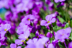 Commonly celebrated with family and friends, a worthy. Everything You Need To Know About Anniversary Flowers Petal Republic