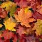 Wellesley Woodlands Signs of Autumn Walk event image