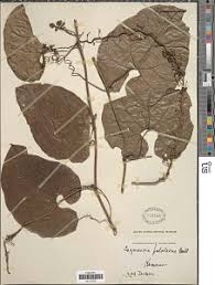 Image result for Cogniauxia