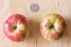 Identifying An Early Ripening Apple Variety General Fruit