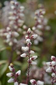 Image result for Pieris japonský bonfire obrázek