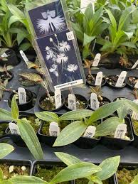 Image result for Habenaria