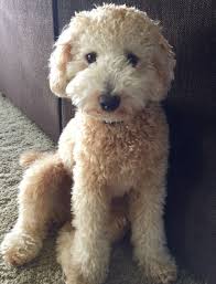 We are located north of dallas. F1b Toy Goldendoodle Toy Goldendoodle Goldendoodle Cutest Dog Ever