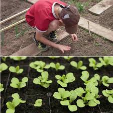 Many experienced gardeners will tell you that this is just setting yourself up for disappointment as the amount to learn, maintain and weed can quickly become overwhelming. Preparing Soil For Vegetable Garden A Full Guide Gardening Tips
