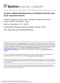 Image result for Stolzia cupuligera