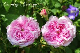 My Country Cottage Garden La Vie En Rose Garten Rosen