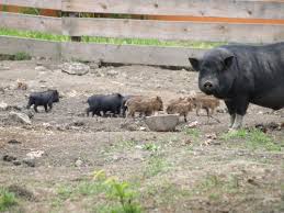 Ein lernort für kinder und familien. Hnu Haus Natur Und Umwelt