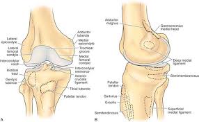 Articular and meniscus (medial & lateral). Anatomy Musculoskeletal Key