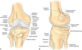 A cystic lesion can sometimes be found between the lateral femoral condyle and the lateral patellar dislocation. Anatomy Musculoskeletal Key