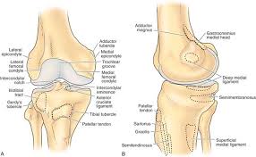 Articulațiile din corpul uman pot fi zone enibile din diferite părți ale corpului care unt conectate între ele. Anatomy Musculoskeletal Key