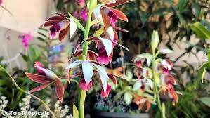 Image result for Phaius
