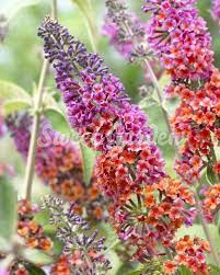 Liliac De Vară Flower Power Buddleja Flower Power Sweet Garden Butterfly Bush Buddleja Davidii Beautiful Flowers