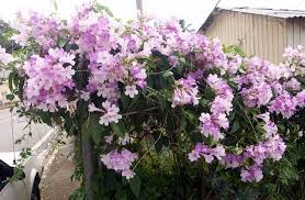 Memiliki nama ilmiah ficus pumila, tanaman dollar pasti akan menyegarkan mata penghuni rumah dengan tanaman bunga alamanda juga sebaiknya menjadi tanaman hias merambat yang tidak. Jual Tanaman Garlic Vine Bibitbunga Com