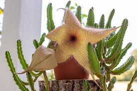 Image result for Stapelia gigantea