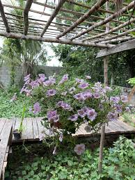 Pin By Sar Chamnan On Le Toul Cafe Plants Cafe Toul