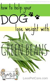 What Is The Green Bean Diet For Dogs And Cats Leo S Pet Care Overweight Dog Pet Care Pet Health