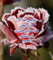 شعر عن البرد للحبيب ليدي بيرد