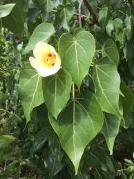 Image result for Thespesia