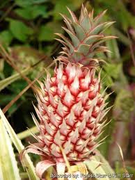Image result for Ananas comosus