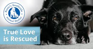 Alternatively, you may visit our public rehoming noticeboard (kindly contact pet caregivers directly). Rosie S Southside Animal Shelter