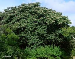 Image result for Cordia senegalensis