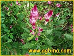 Image result for Vernonia gerberiformis